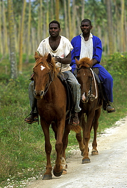 Local cowboys on horses in coconut plantation in the south east of  Santo, largest island in Vanuatu. Beef and okra are major exports, Espiritu Santo, Vanuatu