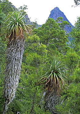 Two pandani, a species unique to Tasmania and the tallest heath plant in the world, below 1545m Cradle Mountain in the 'World Heritage' Cradle Mountain-Lake St. Clair National Park, Tasmania, Australia, Pacific