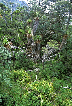 Pandani, a species unique to Tasmania and the tallest heath plant in the world, in sub-alpine forest in the 'World Heritage' Cradle Mountain-Lake St. Clair National Park, Tasmania, Australia, Pacific