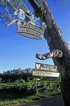 Marion's vineyard in the Tamar Valley, the state's premier wine region, Deviot, the north, Tasmania, Australia, Pacific