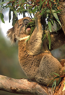 Koala feeding in a gum tree at the Koala Conservation Centre on Phillip Island, near Melbourne, Victoria, Australia, Pacific