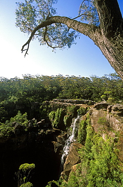 Carrington Falls on the Kangaroo River in Budderoo National Park, Illawara region, New South Wales, Australia