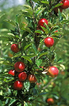 Apples growing in the Huon River orchard region  south west of Hobart, Huonville, Tasmania, Australia, Pacific