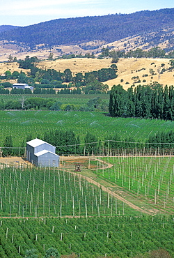 Hops growing at the hop-growing capital of the state, Bushy Park, Derwent Valley, New Norfolk, South East, Tasmania, Australia, Pacific