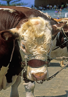 Pedigree bull at the annual agricultural show in Kiama, Illawara coast, New South Wales, Australia, Pacific