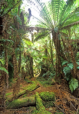 Tree ferns in the Sandspit Forest Reserve, an area of relic rainforest in the Wielangta Forest, south east, Tasmania, Australia, Pacific