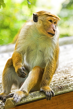 Toque macaque monkey, named for its hair, endangered, Royal Botanic Gardens, Peradeniya, Kandy, Sri Lanka, Asia