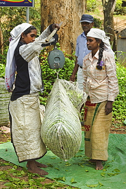 Plantation Tamil women weighing prized Uva tea in the Namunukula Mountains near Ella, Central Highlands, Sri Lanka, Asia