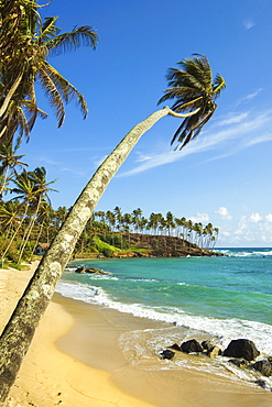 Palm trees at the eastern end of the south coast whale watch surf beach at Mirissa, near Matara, Southern Province, Sri Lanka, Asia