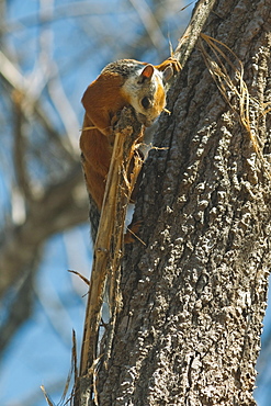 Variegated Squirrel gathering nest material in tree, Nosara, Nicoya Peninsula, Guanacaste Province, Costa Rica, Central America