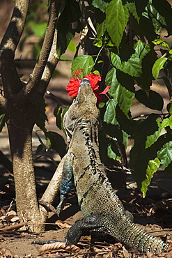 Large Black Ctenosaur or Iguana Negra eating red Hibiscus flower near Nosara, Nicoya Peninsula, Guanacaste Province, Costa Rica