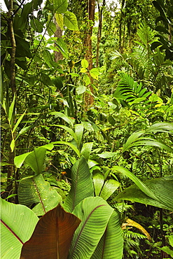 Jungle at Arenal Hanging Bridges where rainforest canopy is accessible via walkways, La Fortuna, Alajuela Province, Costa Rica, Central America 