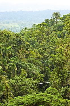 Jungle at Arenal Hanging Bridges where rainforest canopy is accessible via walkways, La Fortuna, Alajuela Province, Costa Rica, Central America 