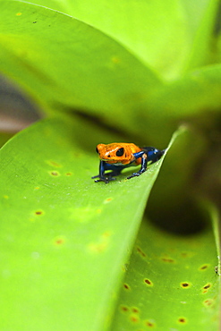 Poison Dart Frog, named due it excreting a poison that paralyses - used on native arrows; Arenal, Alajuela Province, Costa Rica