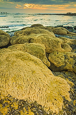 Intertidal sand reef made by the sandcastle worm, Playa Guiones beach, Nosara, Nicoya Peninsula, Guanacaste Province, Costa Rica, Central America 