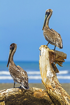 Pair of Brown Pelicans (Pelecanus occidentalis) perched at the Nosara River mouth, Nosara, Guanacaste Province, Costa Rica, Central America