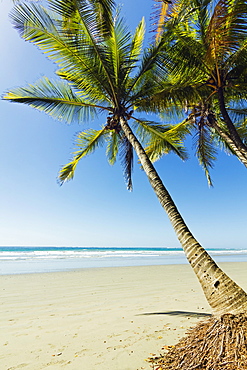 The white sand palm-fringed beach at this laid-back village & resort; Samara, Guanacaste Province, Nicoya Peninsula, Costa Rica, Central America