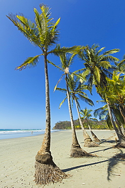 The white sand palm-fringed beach at this laid-back village & resort; Samara, Guanacaste Province, Nicoya Peninsula, Costa Rica, Central America