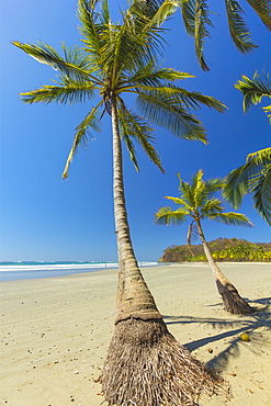 The white sand palm-fringed beach at this laid-back village & resort; Samara, Guanacaste Province, Nicoya Peninsula, Costa Rica, Central America