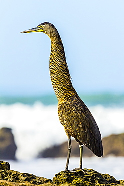 Bare-throated tiger-heron hunting on this south Nicoya Peninsula surf beach, Santa Teresa, Puntarenas, Costa Rica, Central America