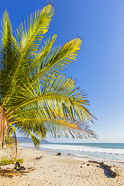 Palm trees on this beautiful surf beach near Mal Pais, far south of Nicoya Peninsula, Santa Teresa, Puntarenas, Costa Rica, Central America