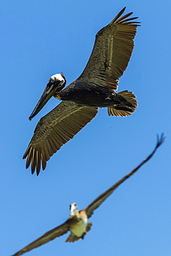 Pelicans fishing at Cabo Blanco beach & nature reserve, southern Nicoya Peninsula, Cabo Blanco, Mal Pais, Puntarenas, Costa Rica, Central America