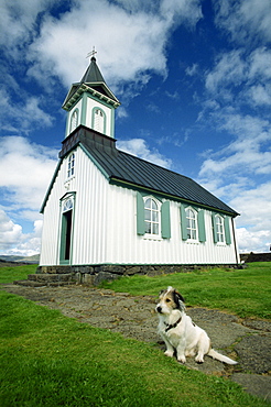 Small dog in front of one of Iceland's best known churches, situated in popular historic national park at Thingvellir near Reykjavik, Iceland, Polar Regions