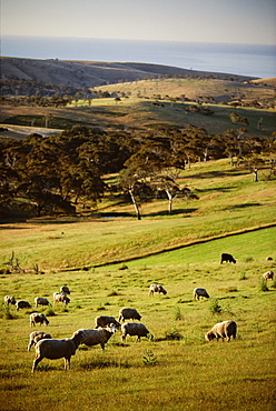 Sheep on pastureland near Cape Jervis, Fleurieu Peninsula, South Australia, Australia, Pacific