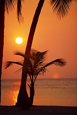 Palm tree silhouetted against the sunset at West Bay at the western tip of Roatan, largest of the Bay Islands in Honduras, Caribbean, Central America