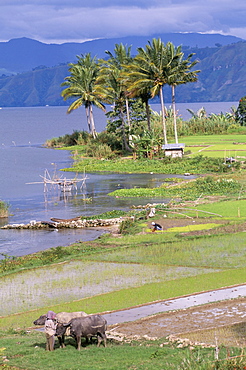 Paddy fields at Tuk Tuk on Samosir Island in Lake Toba, largest lake in Southeast Asia, Sumatra, Indonesia, Southeast Asia, Asia