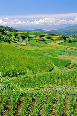 Rice terraces of the Minangkabau, a local matrilineal indigenous ethnic group, near Bukittingi, Sumatra, Indonesia