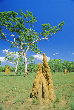 Huge termite nests or 'cathedrals' at 'The Top End', Kakadu National Park, Northern Territory, Australia