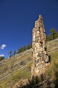 Petrified Tree near Tower-Roosevelt, Yellowstone National Park, UNESCO World Heritage Site, Wyoming, United States of America, North America 