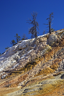 Palette Spring, Mammoth Hot Springs, Yellowstone National Park, UNESCO World Heritage Site, Wyoming, United States of America, North America 