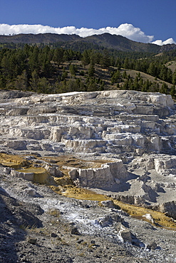 Minerva Terrace, Mammoth Hot Springs, Yellowstone National Park, UNESCO World Heritage Site, Wyoming, United States of America, North America 