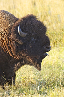 Bison in the Lamar Valley, Yellowstone National Park, UNESCO World Heritage Site, Wyoming, United States of America, North America 