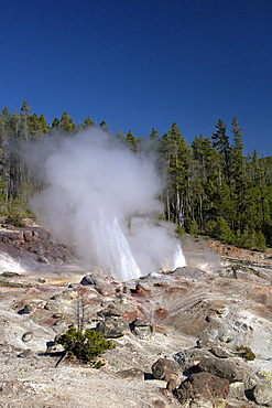 Minor eruption from Steamboat Geyser, Norris Geyser Basin, Yellowstone National Park, UNESCO World Heritage Site, Wyoming, United States of America, North America 