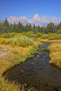 Snake River at the Schwabacher Landing, Grand Teton National Park, Wyoming, United States of America, North America 