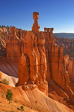 Thor's Hammer in early morning from Sunset Point, Bryce Canyon National Park, Utah, United States of America, North America 