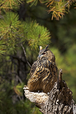 Eurasian eagle-owl (Bubo bubo), Bearizona Wildlife Park, Williams, Arizona, United States of America, North America