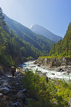 Porter carrying large load of wood on the trail between Lukla and Namche Bazar, Nepal, Himalayas, Asia