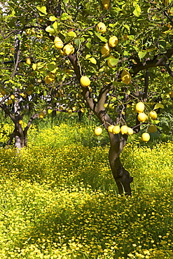 Lemons growing on trees in grove, Sorrento, Campania, Italy, Europe