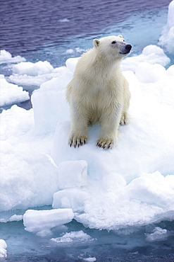 Polar bear on sea ice off coast of Spitzbergen, Svalbard, Arctic Norway, Scandinavia, Europe
