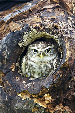 Little Owl (Athene noctua), captive, Barn Owl Centre, Gloucestershire, England, United Kingdom, Europe