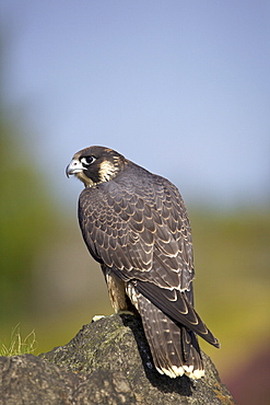 Captive Peregrine Falcon, Loughborough, Leicestershire, England, United Kingdom, Europe