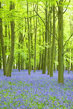 Bluebells (Hyacinthoides non-scripta) in woods, Ashridge Estate, Hertfordshire, England, United Kingdom, Europe