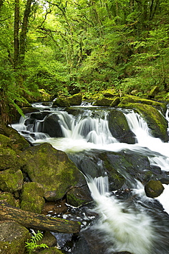 River Fowey at Golitha Falls National Nature Reserve, sessile oak woodland, Bodmin Moor, Cornwall, England, United Kingdom, Europe