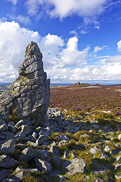 Summer sun on the Stiperstones, Shropshire, England, United Kingdom, Europe