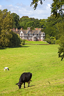 Cows graze on meadows surrounding Pitchford Hall, an Elizabethan half-timbered house, Shropshire, England, United Kingdom, Europe