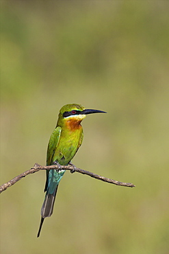 Blue-tailed Bee-eater (Merops philippinus), Uda Walawe National Park, Sri Lanka, Asia